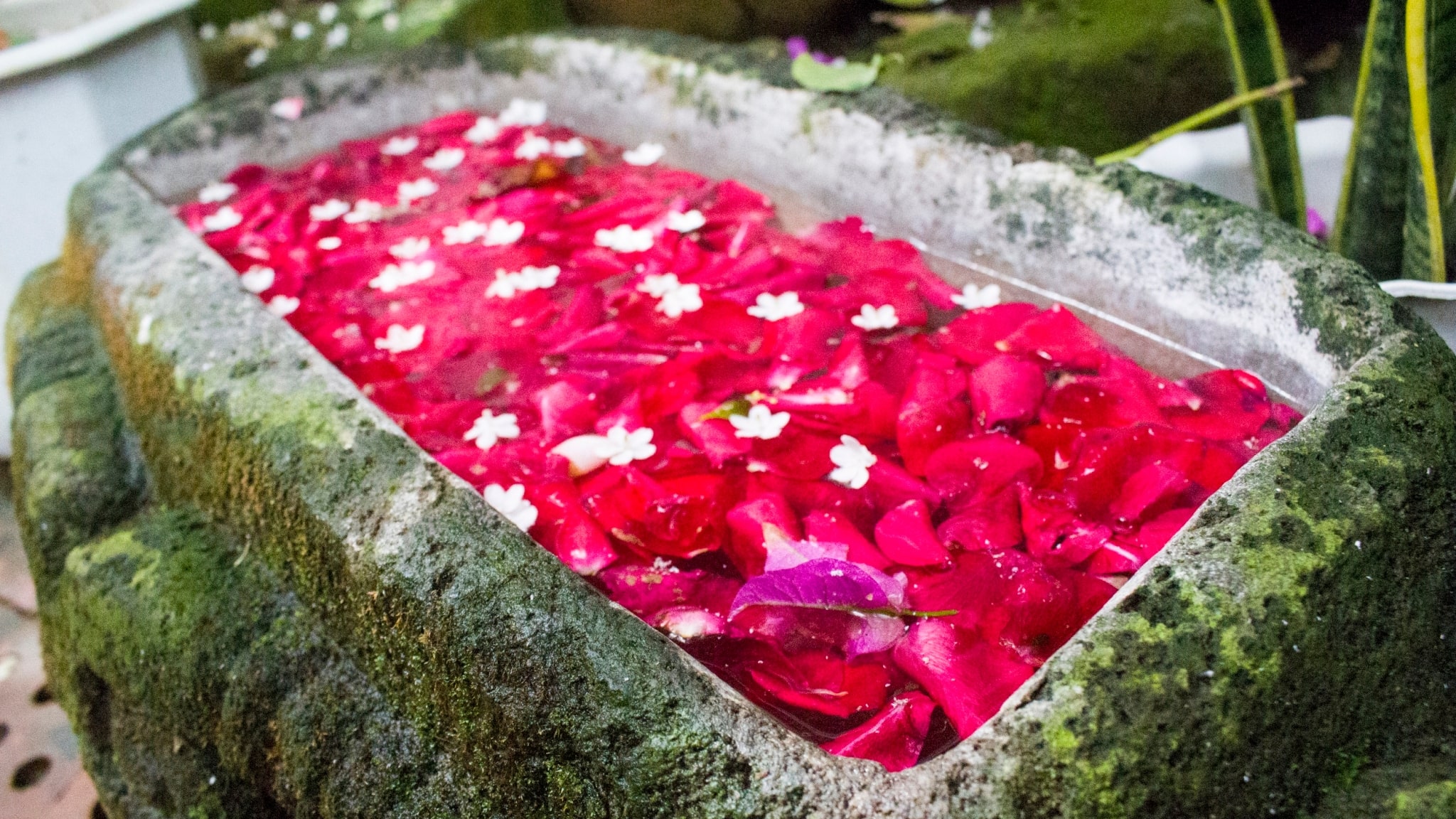Flowers that have fallen down to the ground are arranged in water and used as a display.【Photo by Matt Serrano】