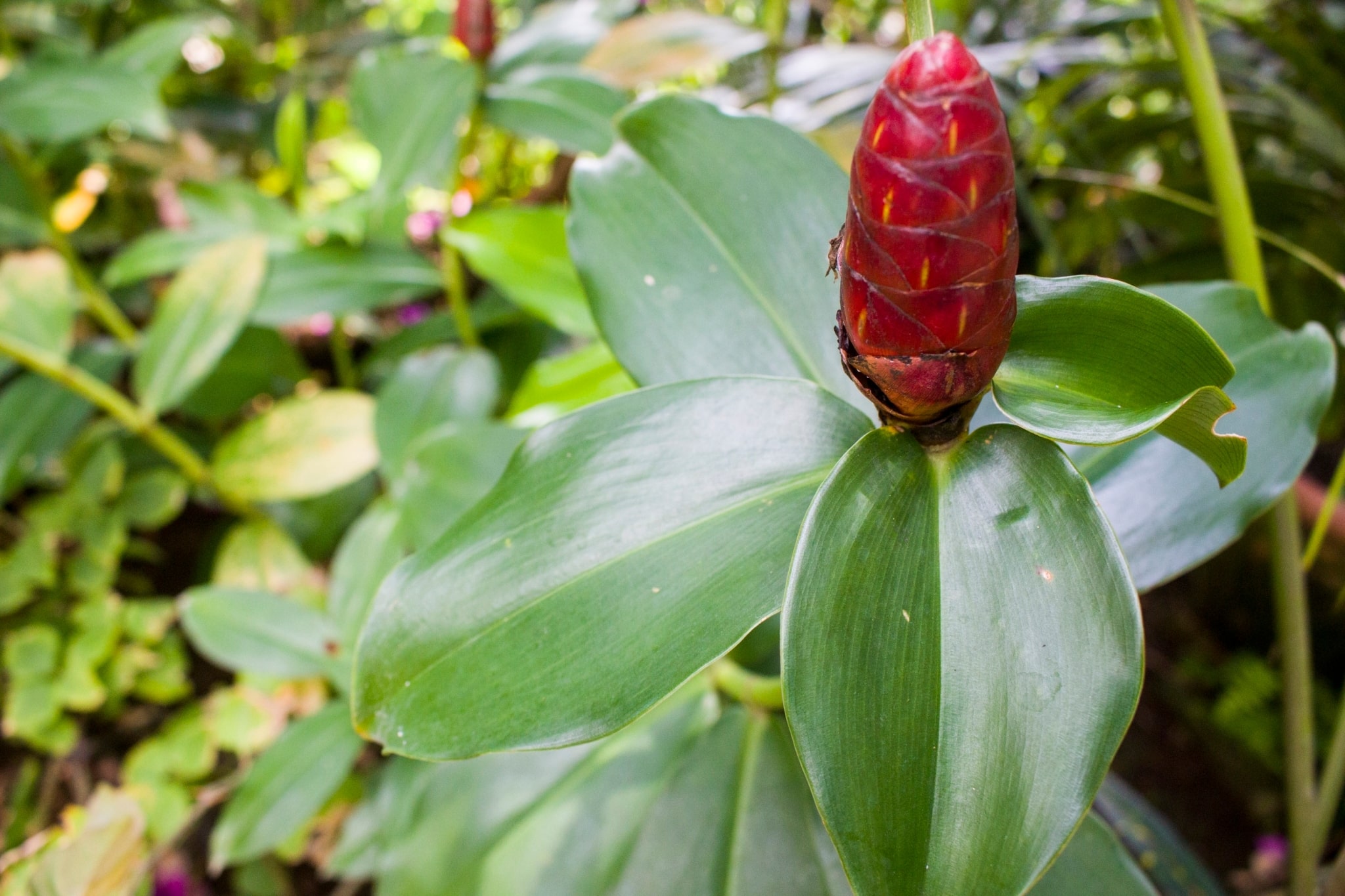 Different kinds of plants around Sonya’s Garden.【Photo by Matt Serrano】