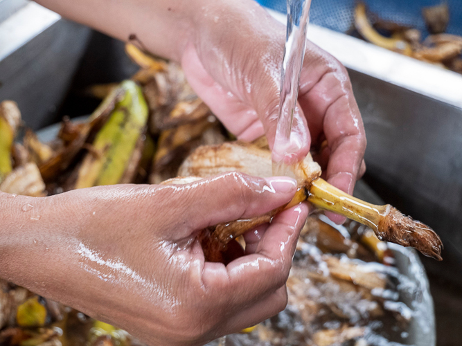 Tzu Chi volunteers begin the process of making eco-enzyme by carefully preparing and washing banana peels. 【Photo by Matt Serrano】