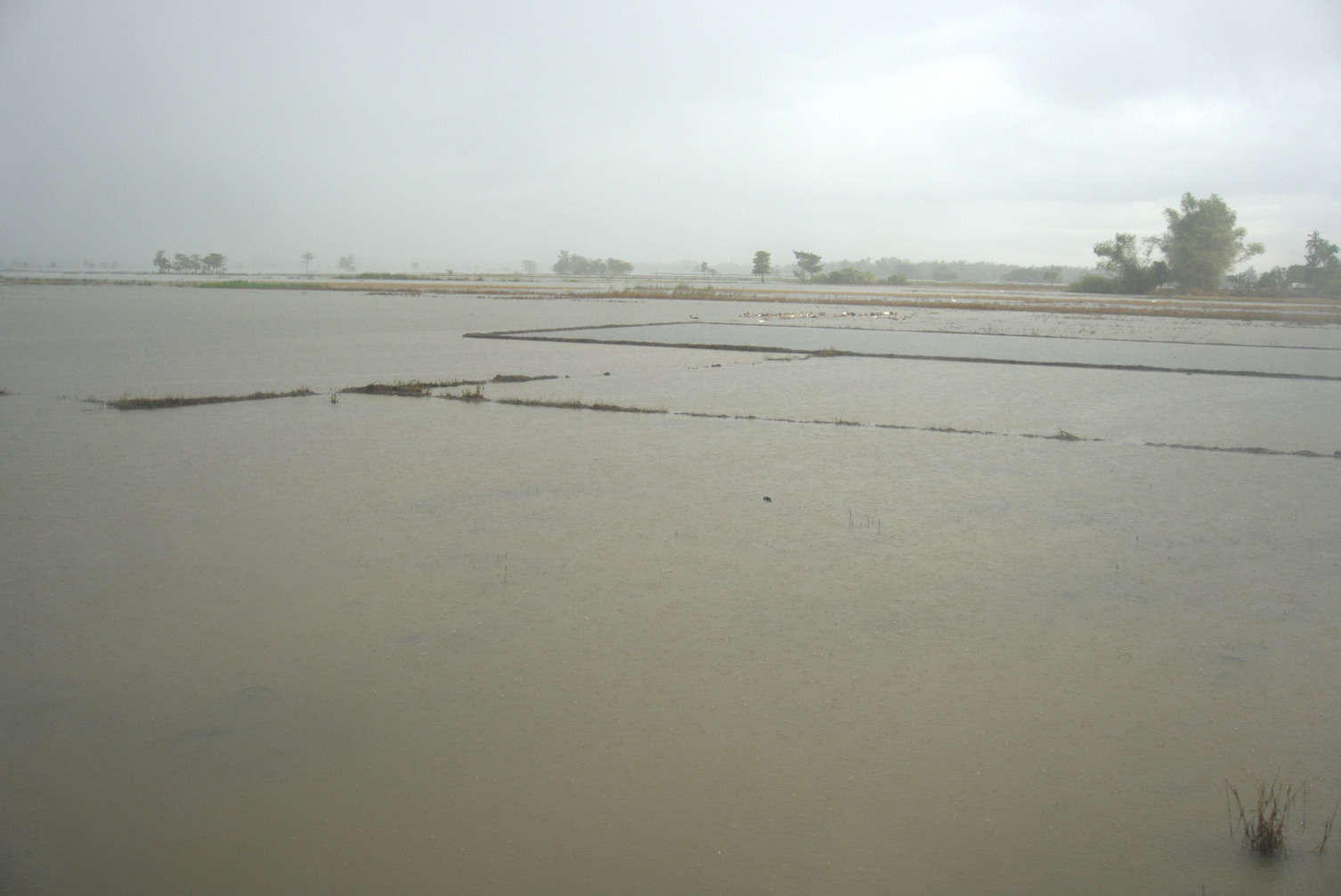 Flooding damaged many of the farmlands in Camarines Sur.