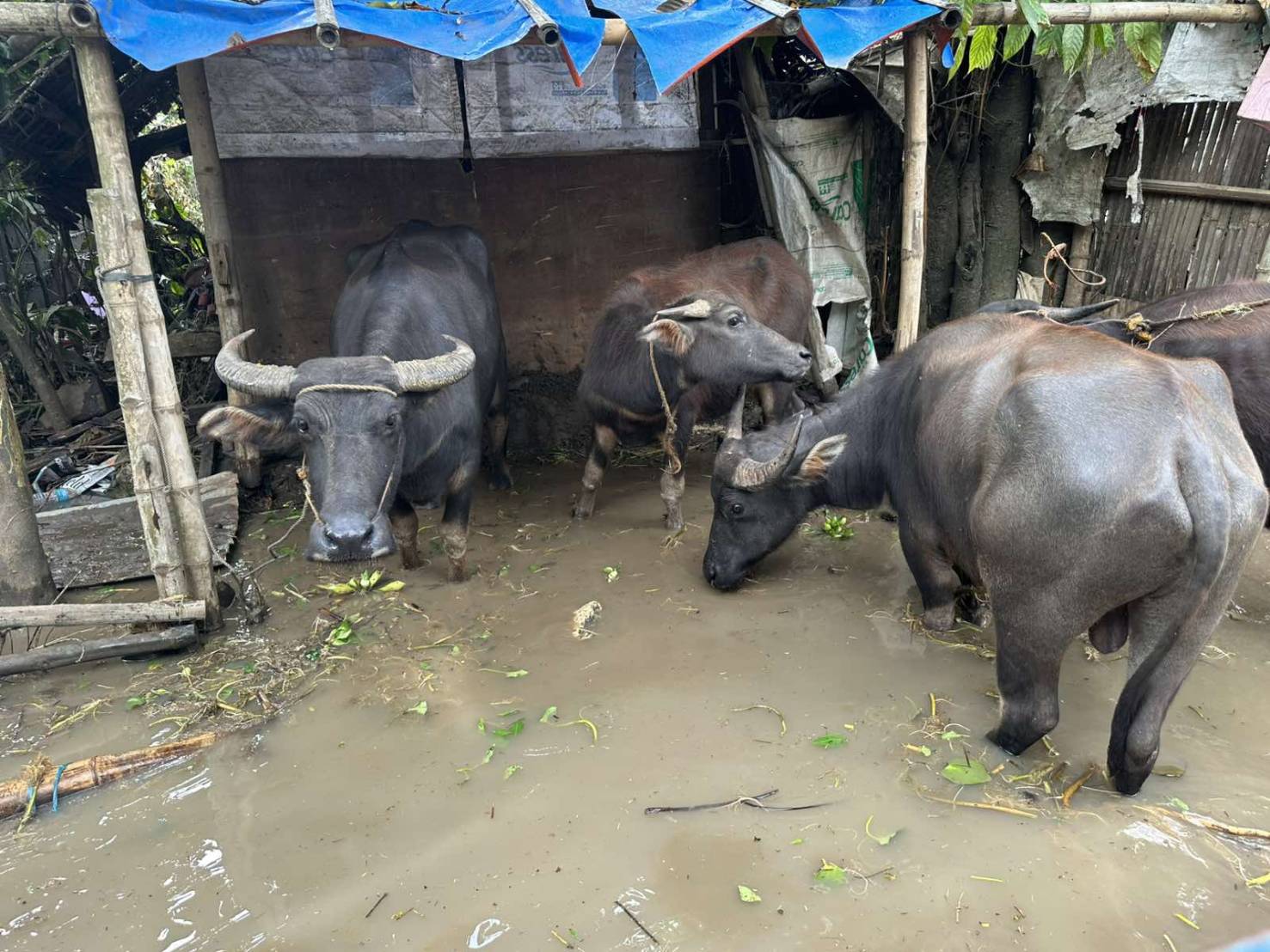 Farm animals were caught in the heavy flooding brought about by Typhoon Kristine (Trami).