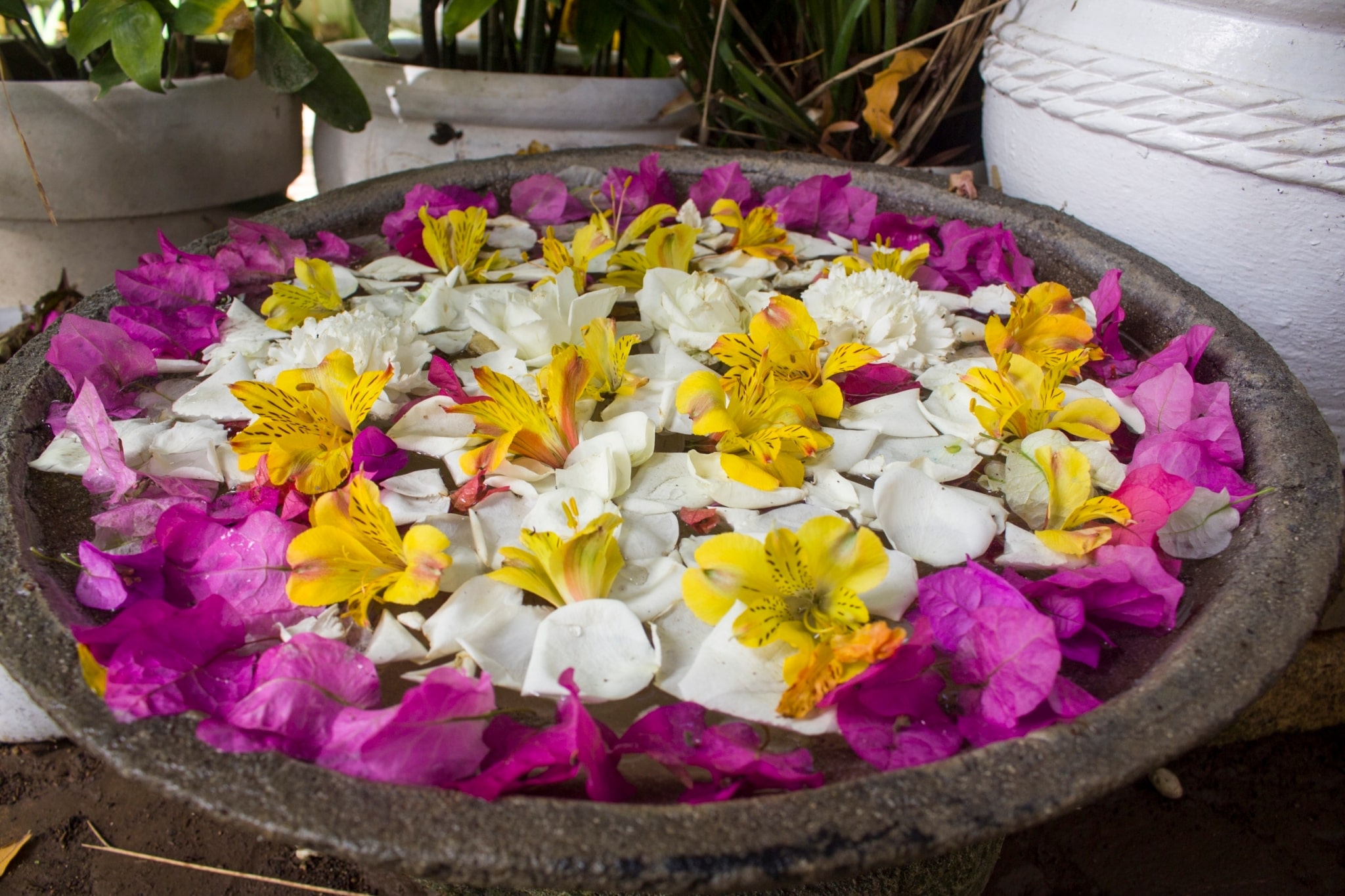 Flowers that have fallen down to the ground are arranged in water and used as a display.【Photo by Matt Serrano】