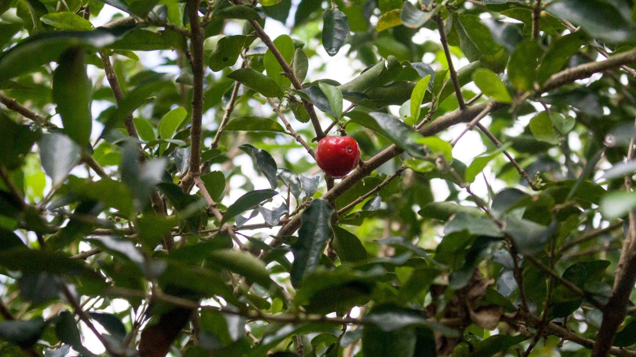 Different kinds of plants around Sonya’s Garden.【Photo by Matt Serrano】