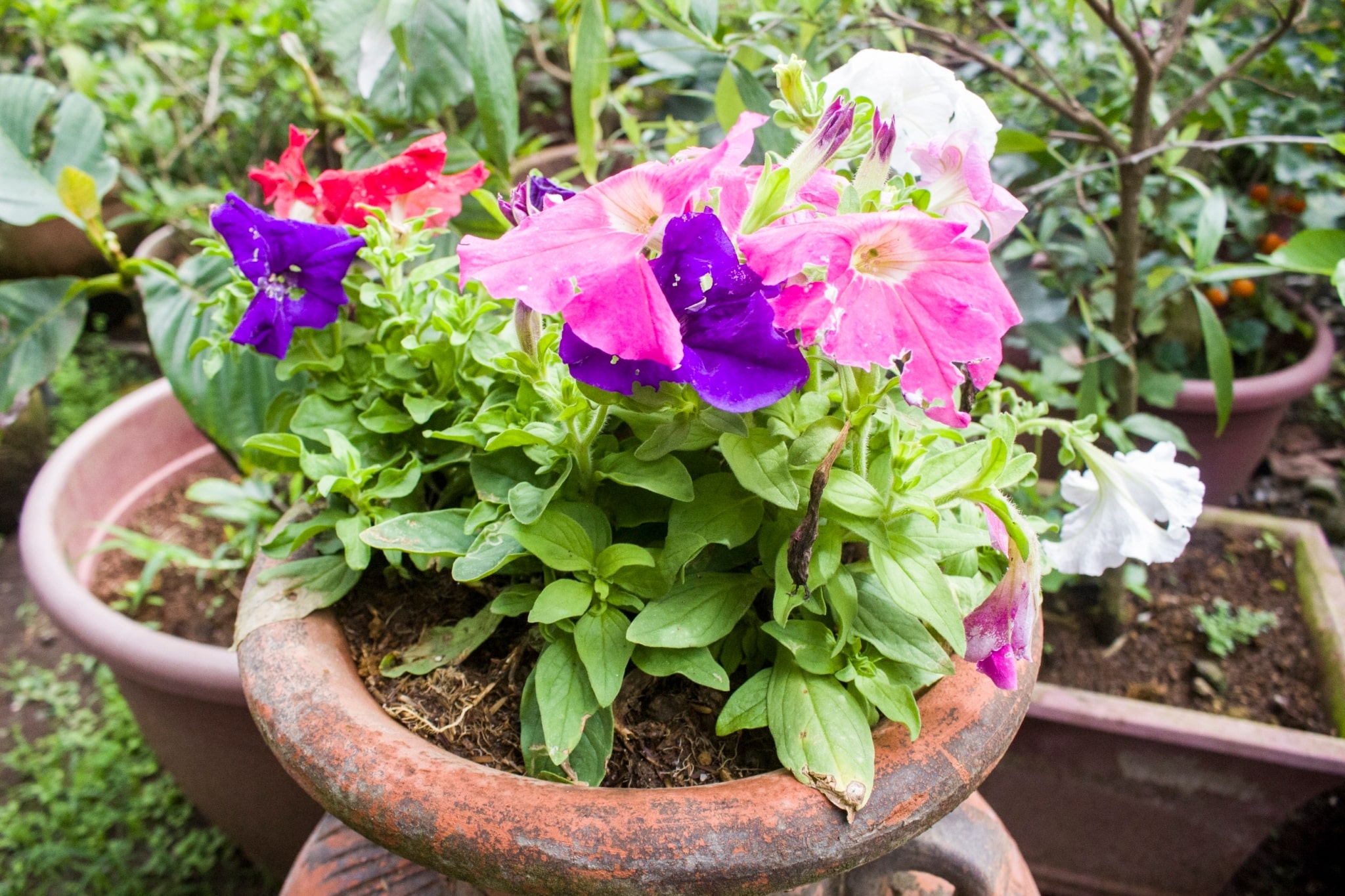 When included in a salad, these flowers are as tasty as they are pretty. 【Photo by Matt Serrano】