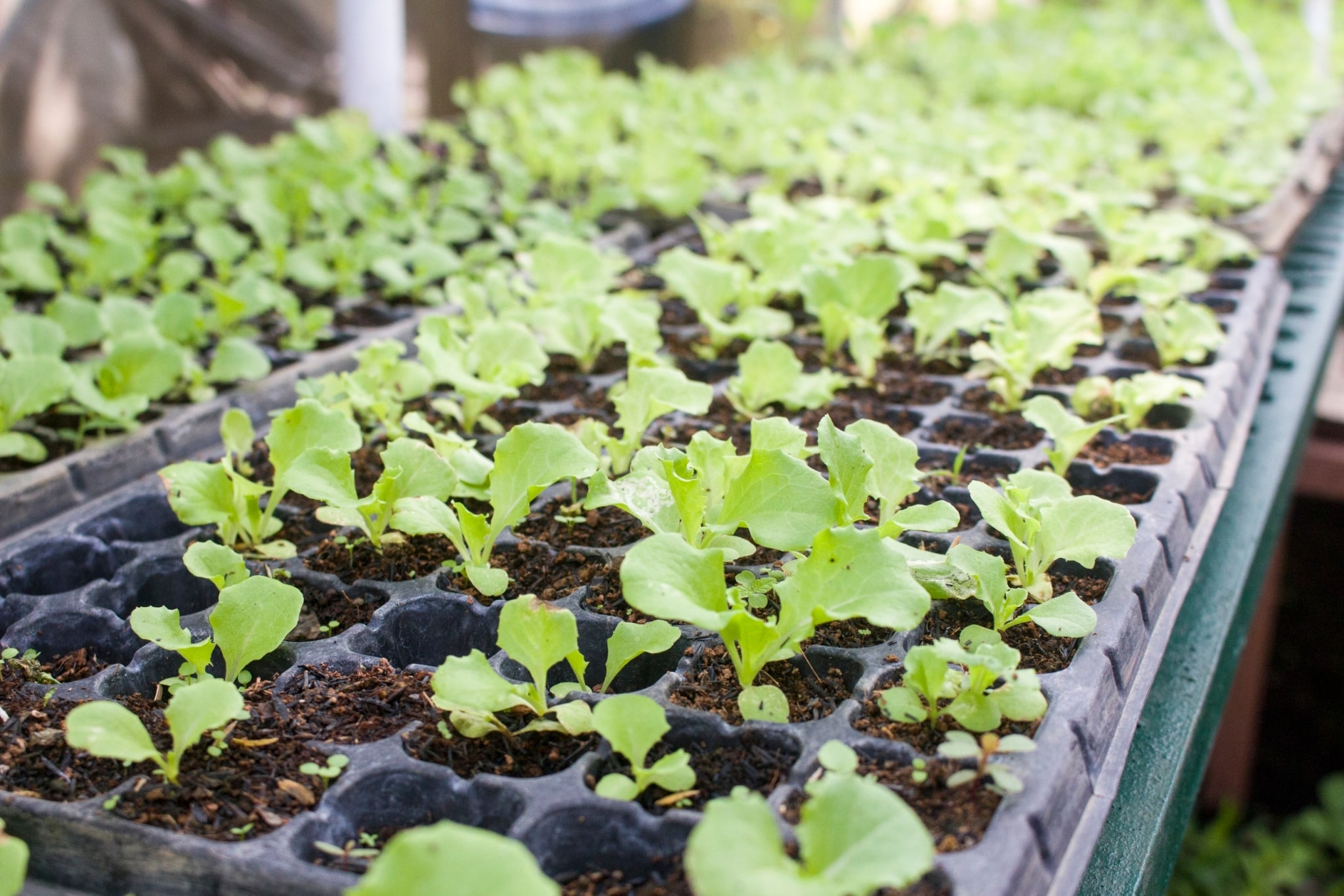 Lettuce seedlings growing healthily in their individual seedling holes. 【Photo by Matt Serrano】