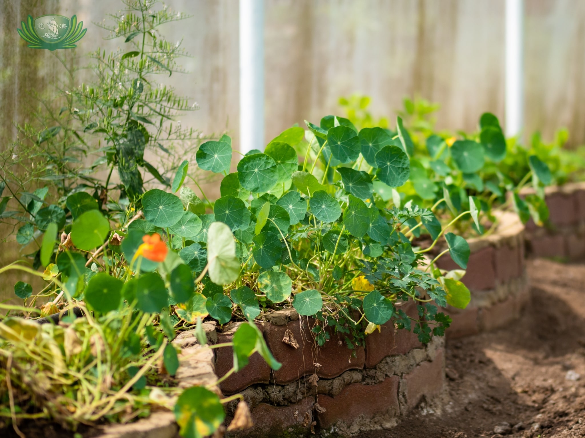 Different kinds of plants around Sonya’s Garden.【Photo by Daniel Lazar】