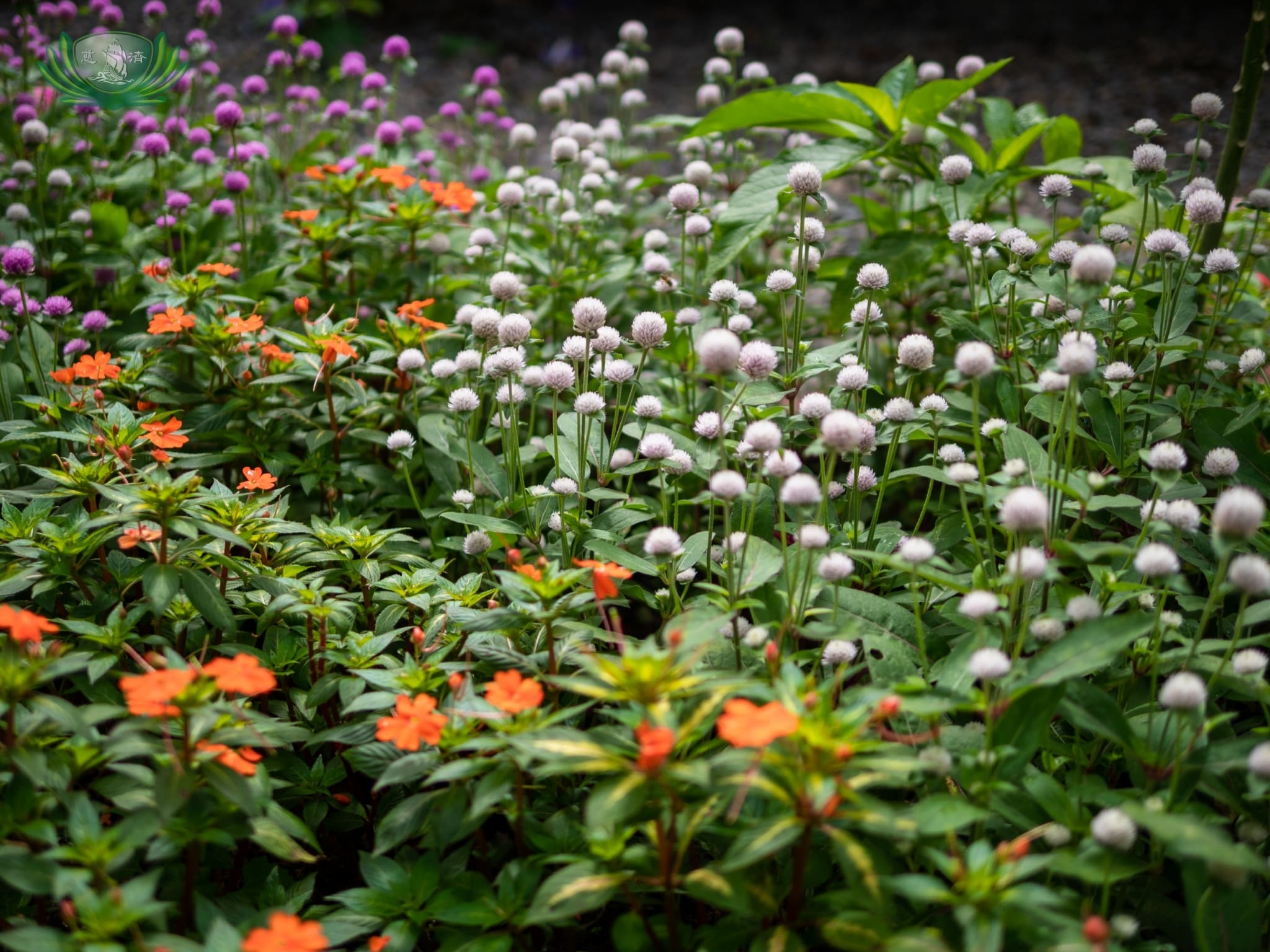 Different kinds of plants around Sonya’s Garden.【Photo by Daniel Lazar】