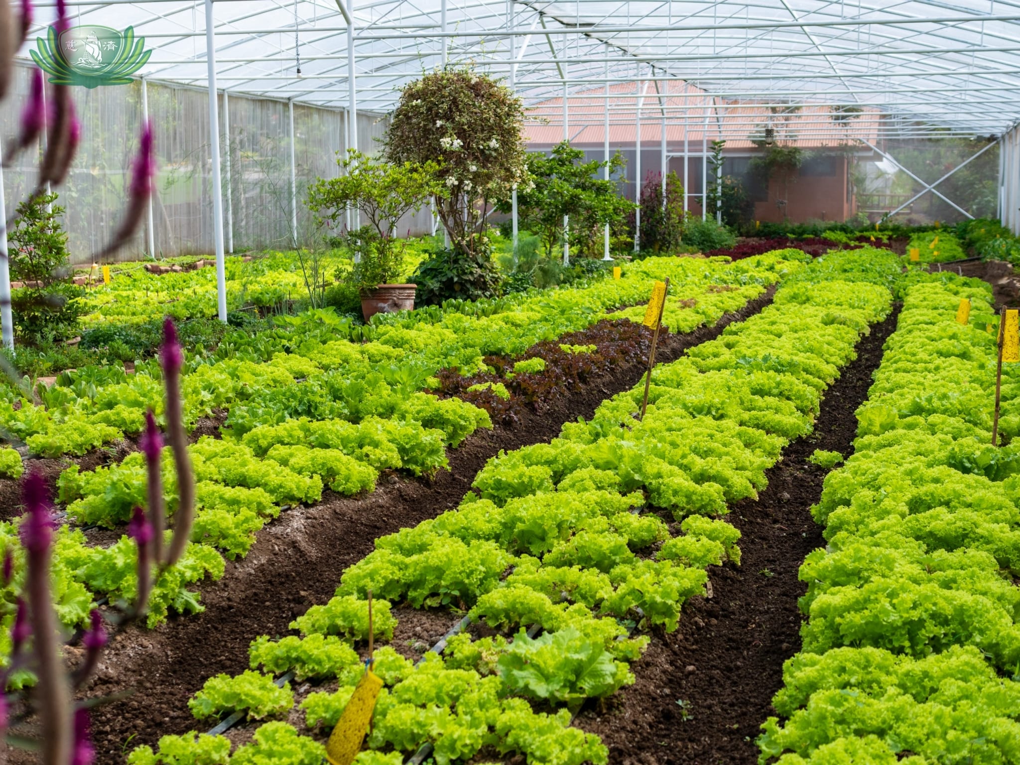 Want to eat the vegetables you grow? Attend the Masterclass on Organic Farming at Sonya's Garden. 【Photo by Daniel Lazar】