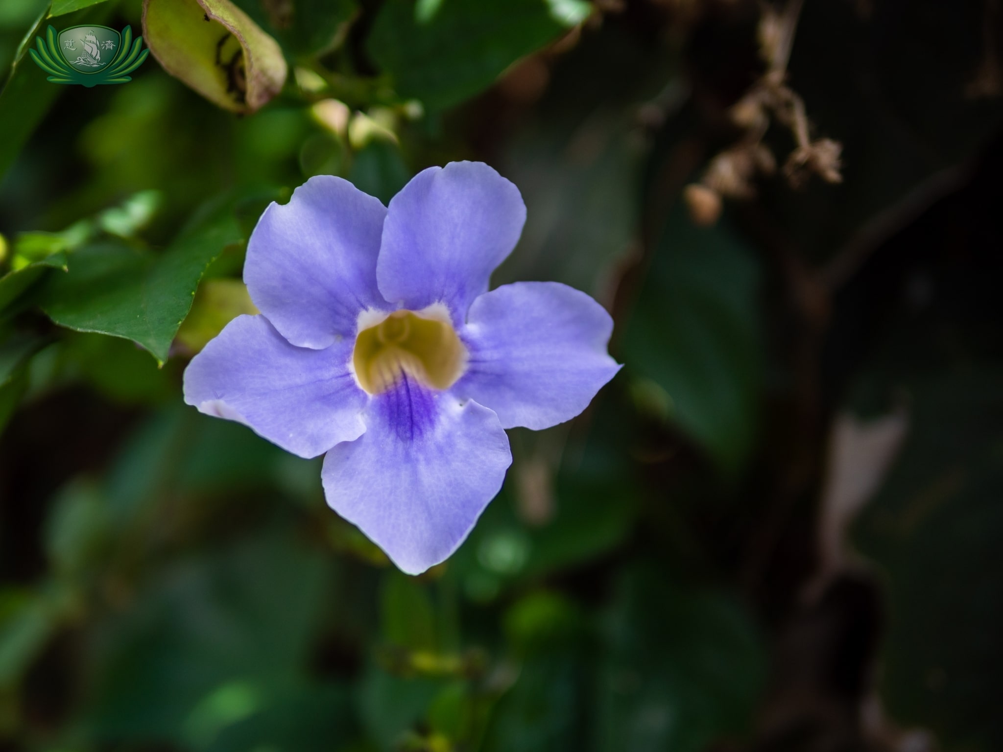 Different kinds of plants around Sonya’s Garden.【Photo by Daniel Lazar】