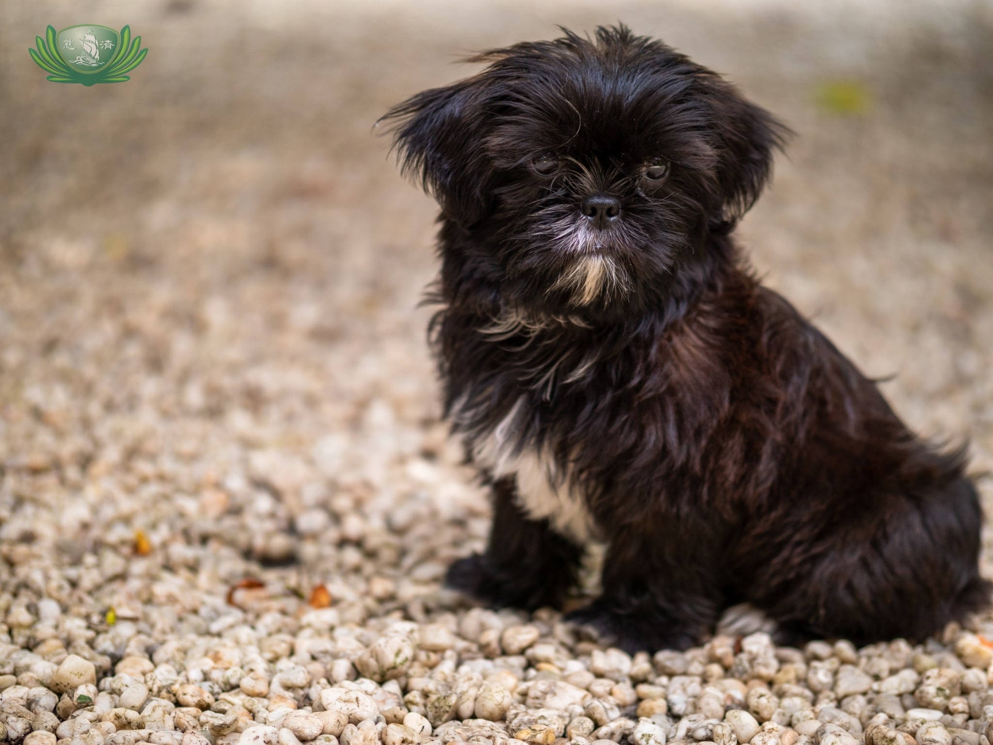 Sonya's new puppy, Chiffon. 【Photo by Daniel Lazar】