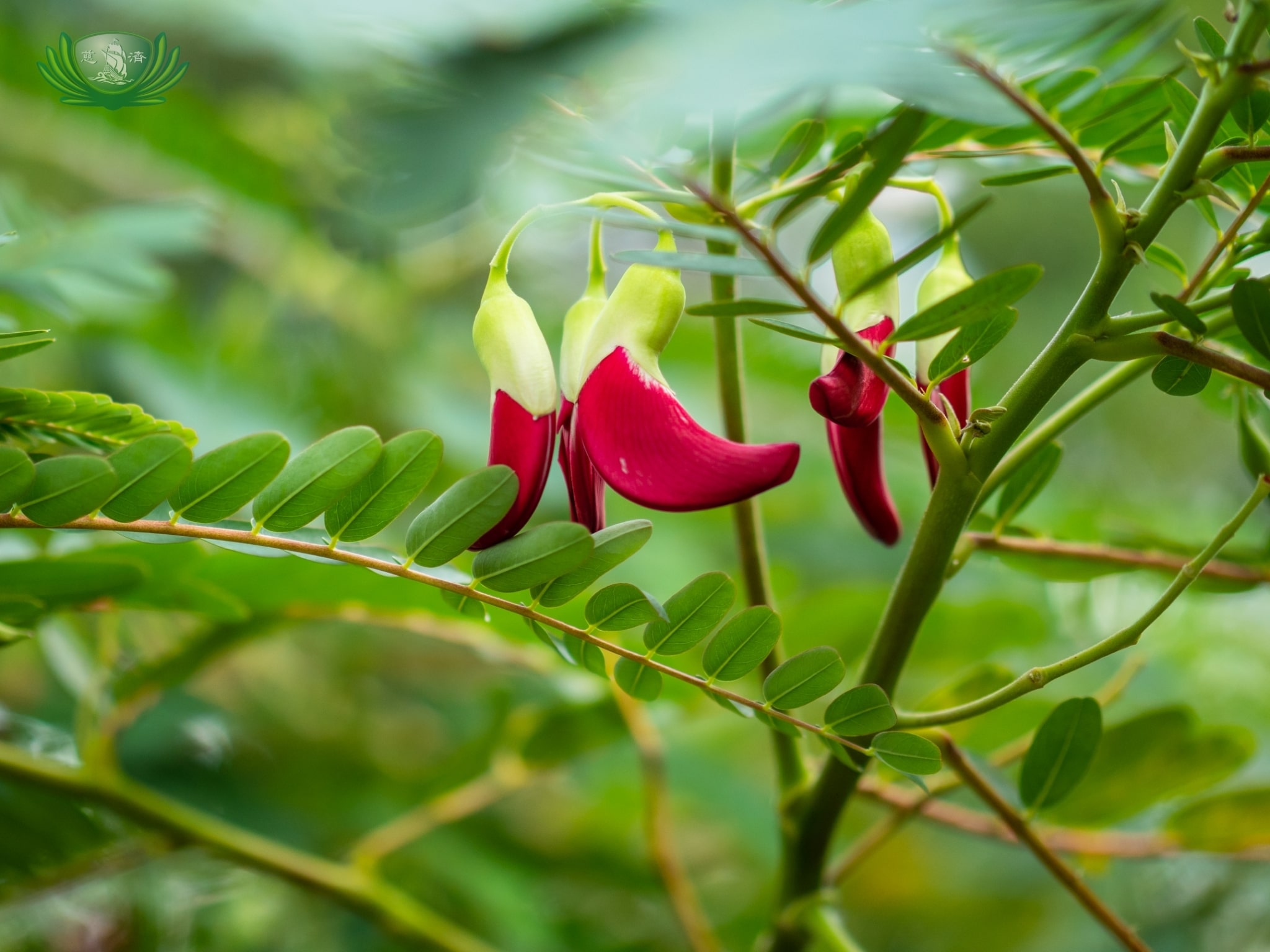 Different kinds of plants around Sonya’s Garden.【Photo by Daniel Lazar】