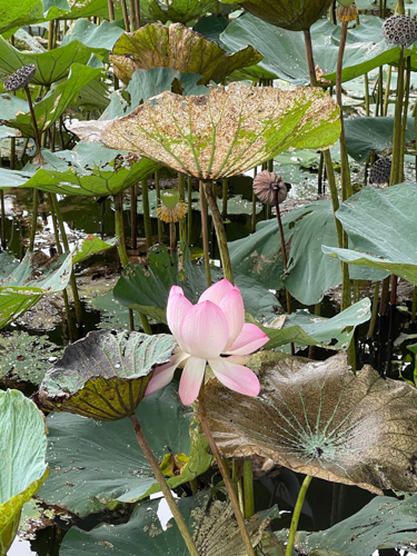 Lotus flower