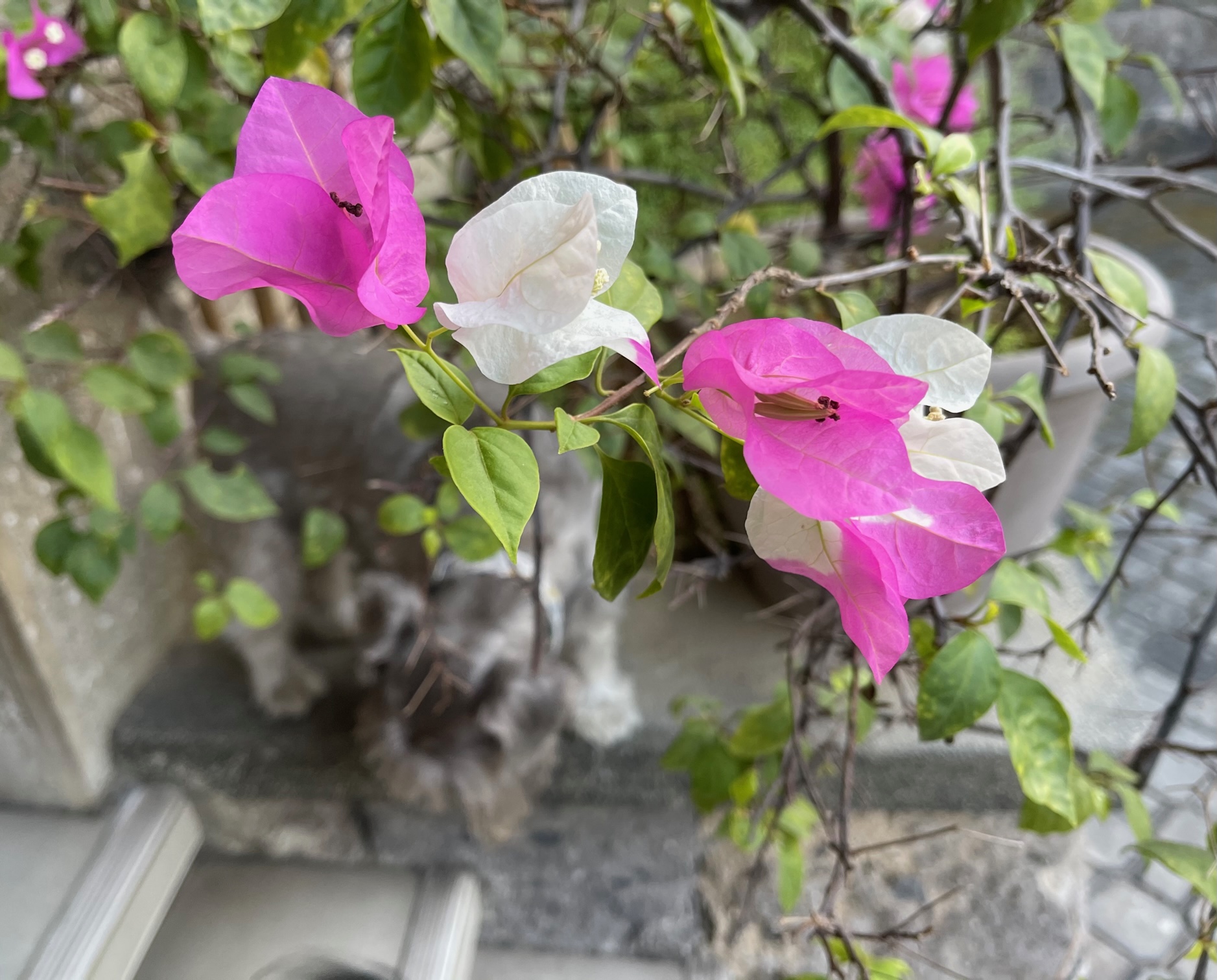 Bougainvillea