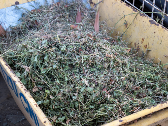 Other plant cuttings and smaller leaves were also put together to add to the compost batch. 【Photo by Matt Serrano】