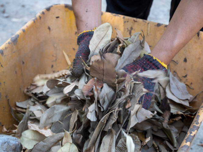 As there are many plants in Buddhist Tzu Chi Campus (BTCC), the abundance of fallen leaves makes a great addition to the compost materials. 【Photo by Matt Serrano】