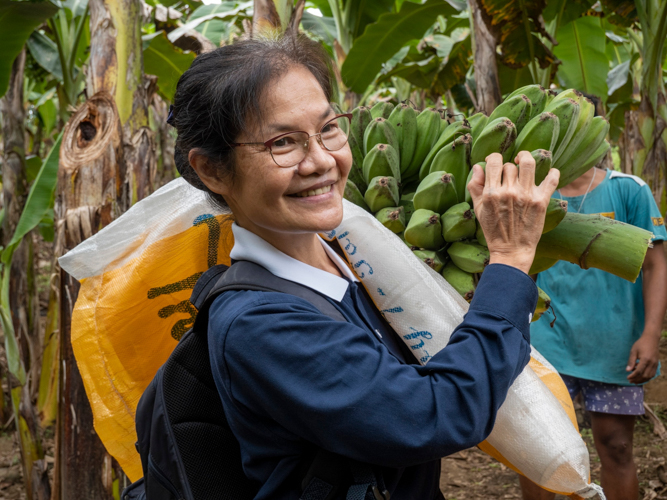 Tzu Chi volunteer Elvira Chua helps carry a harvested bunch of bananas. 【Photo by Matt Serrano】