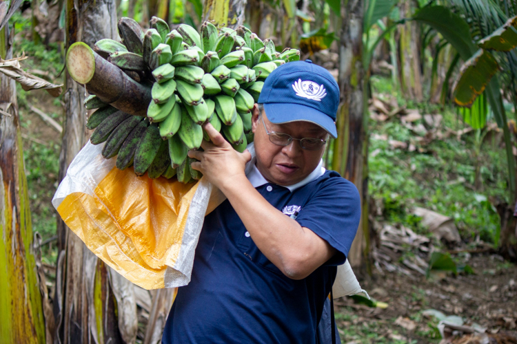 Tzu Chi volunteer Johnny Kwok helps carry a harvested bunch of bananas. 【Photo by Matt Serrano】